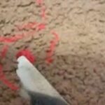 How to Get Playdough Out of Carpet